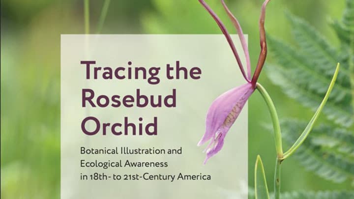 Tracing the Rosebud Orchid: Botanical Illustration and Ecological Awareness in 18th- to 21st-Century America