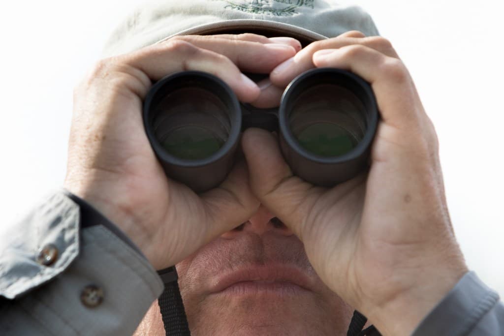 Eye Spy … Raptors!