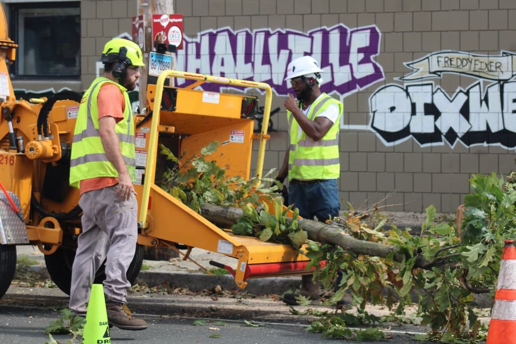 Crew Starts Cutting Down 6 Trees Next To HSC