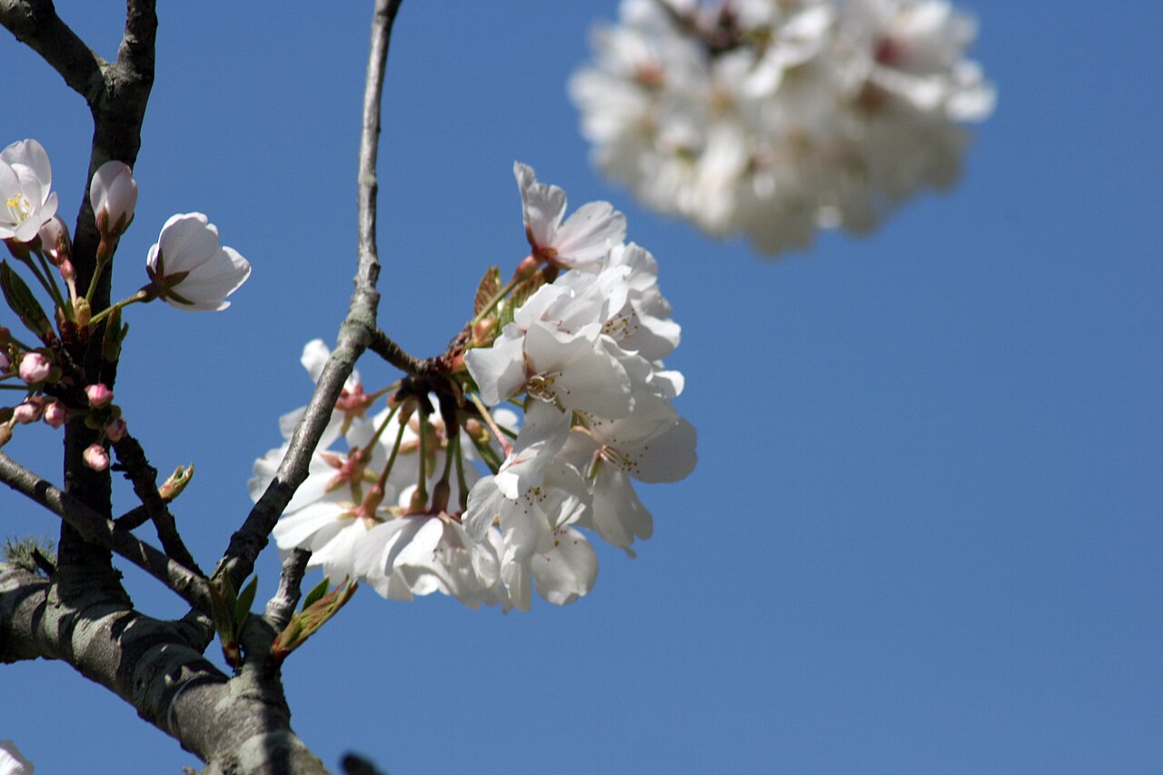 Cherry Blossom Festival 2026 Expected to Draw Record 15,000 Visitors